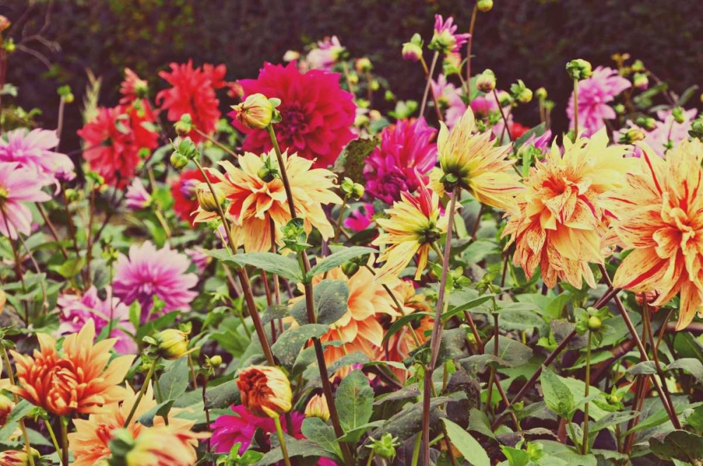 New Garden art print by Gail Peck for $57.95 CAD