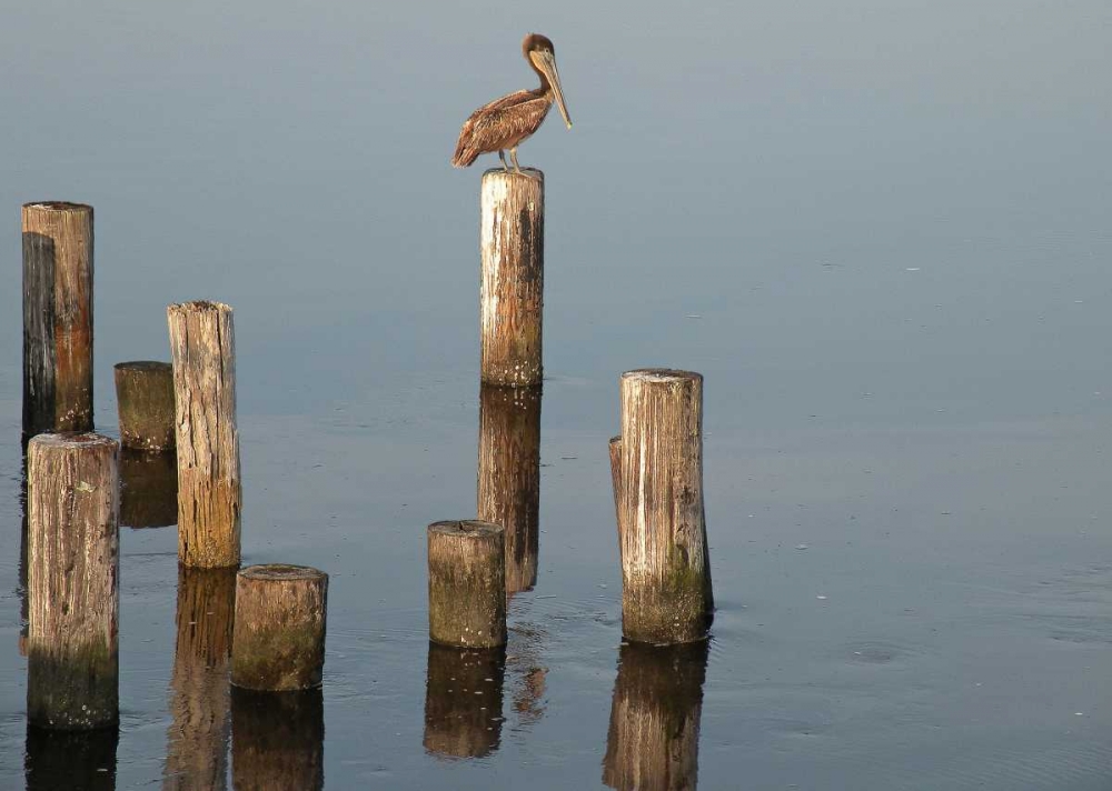 Pelican I art print by Bruce Nawrocke for $57.95 CAD