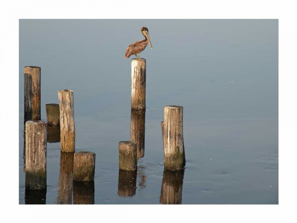 Pelican I art print by Bruce Nawrocke for $57.95 CAD