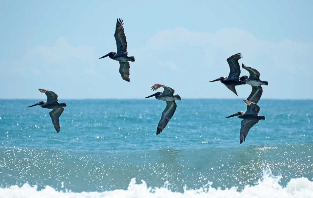 Pelican II art print by Bruce Nawrocke for $57.95 CAD