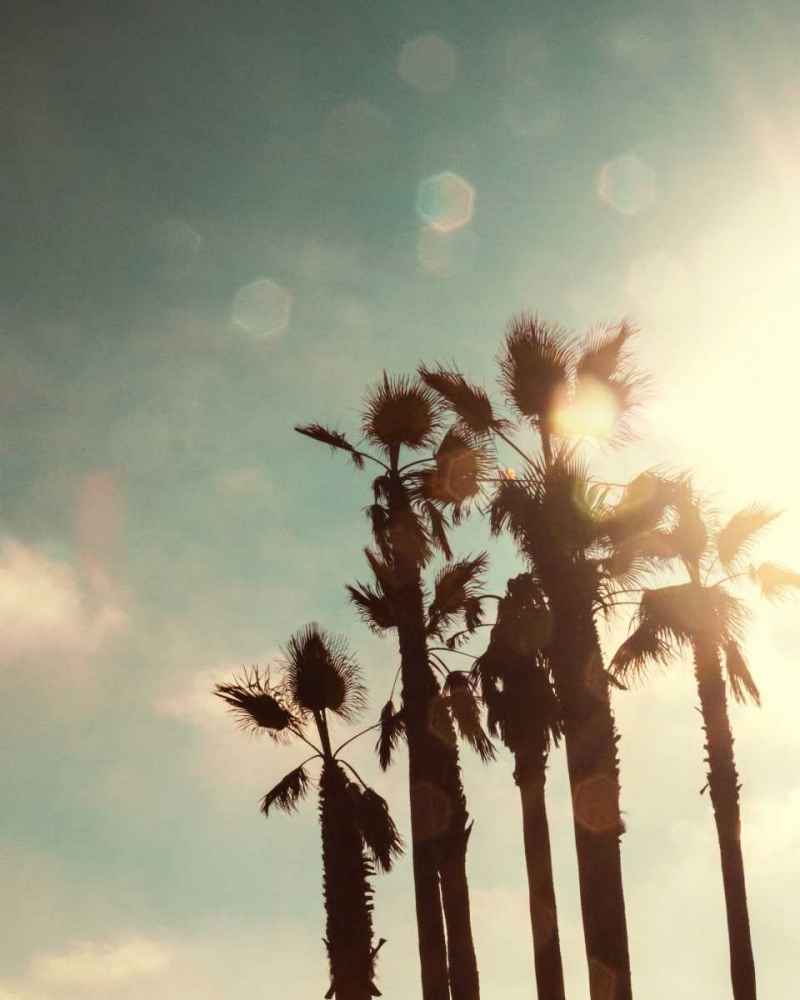 Palms in the Sun art print by Emily Navas for $57.95 CAD