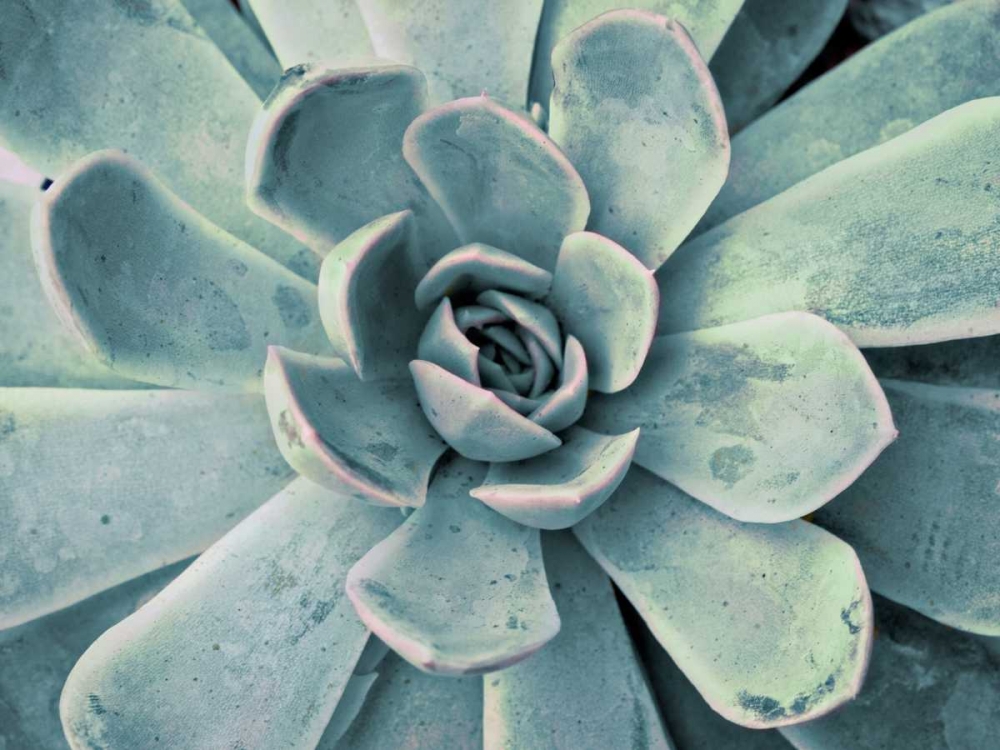 Teal Succulent art print by Susan Bryant for $57.95 CAD