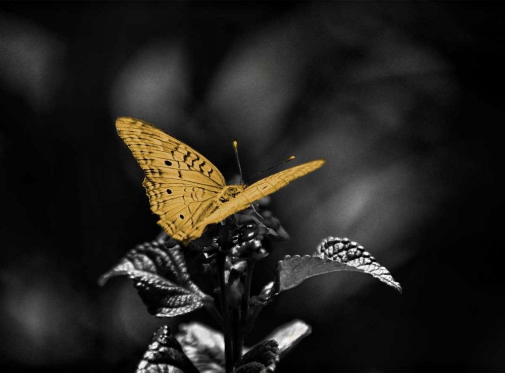 Lone Colored Butterfly Border I art print by Gail Peck for $57.95 CAD