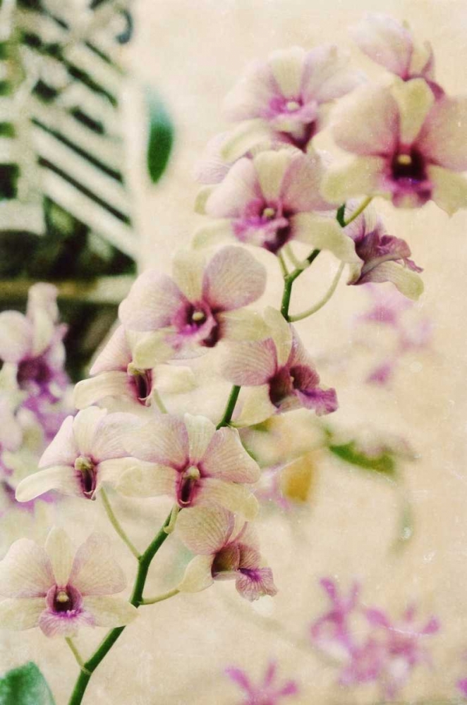 Filter Flowers I art print by Gail Peck for $57.95 CAD