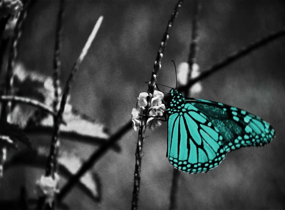 Lone Colored Butterfly Border II art print by Gail Peck for $57.95 CAD