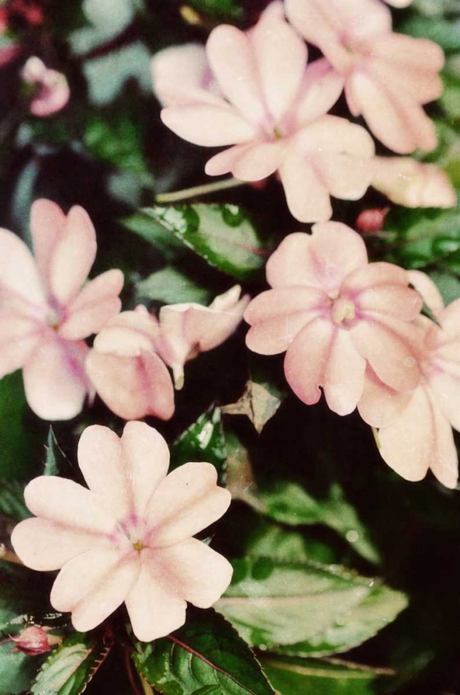 Filter Flowers II art print by Gail Peck for $57.95 CAD