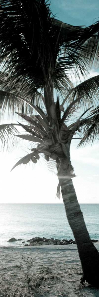 Cool Bimini Palm I art print by Susan Bryant for $57.95 CAD
