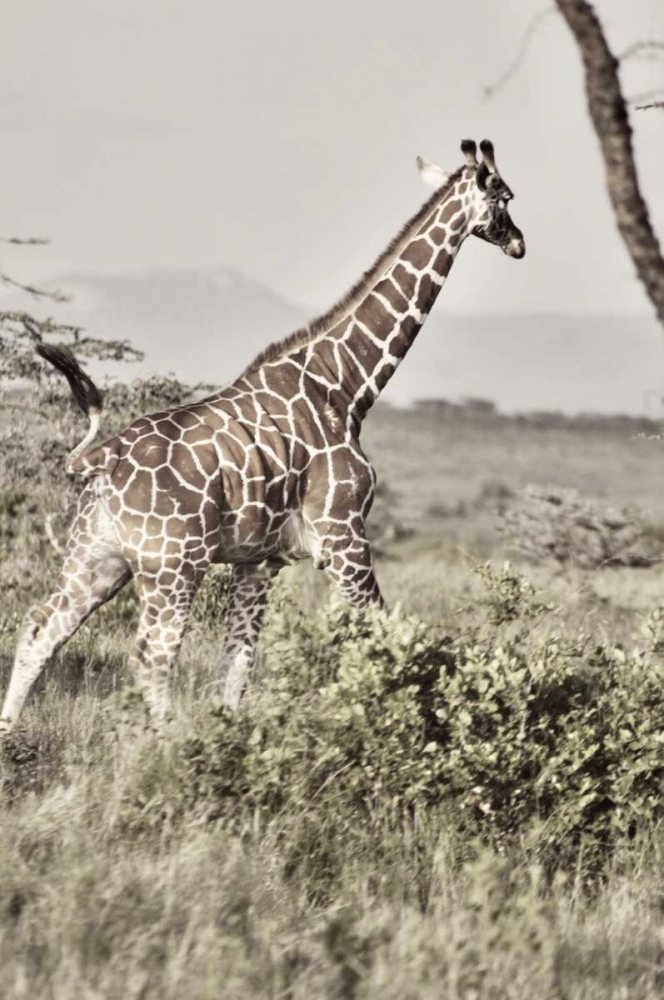 Sepia Giraffe art print by Susan Bryant for $57.95 CAD