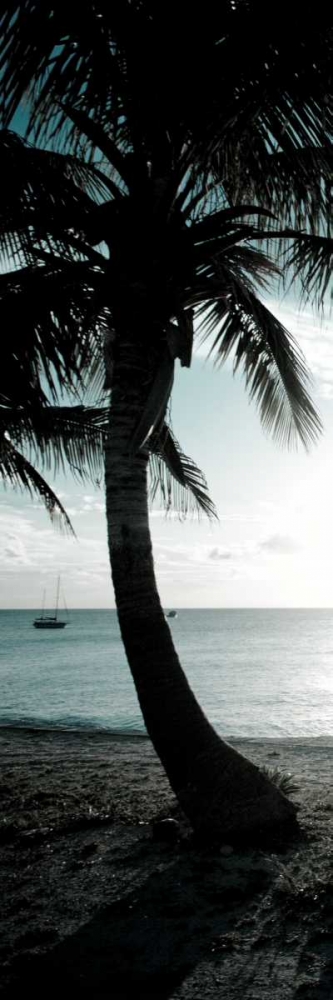 Cool Bimini Palm II art print by Susan Bryant for $57.95 CAD