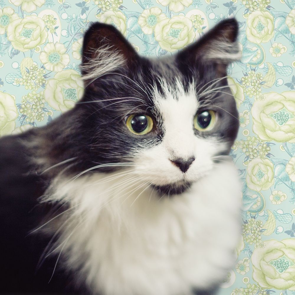 Cat on Paisley art print by Andi Metz for $57.95 CAD
