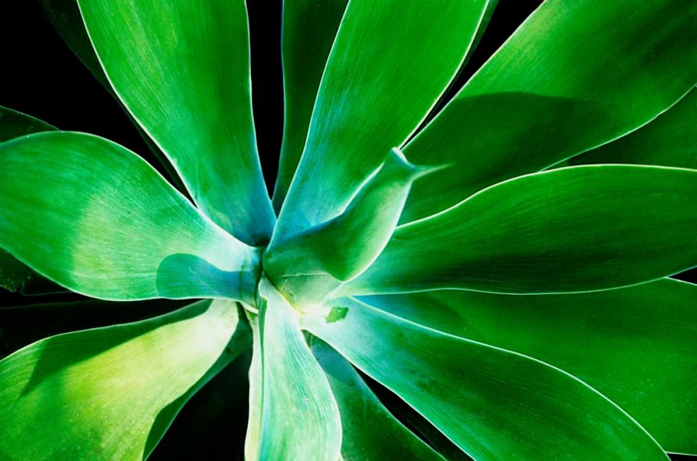 Green Intrigue art print by Bruce Nawrocke for $57.95 CAD