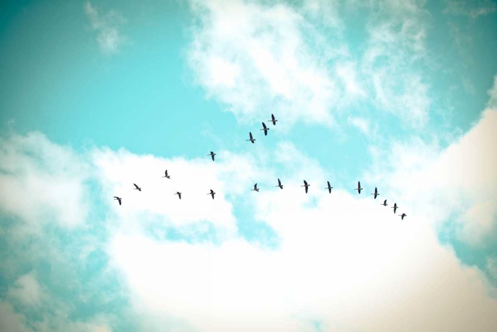 Flying V art print by Kelly Poynter for $57.95 CAD