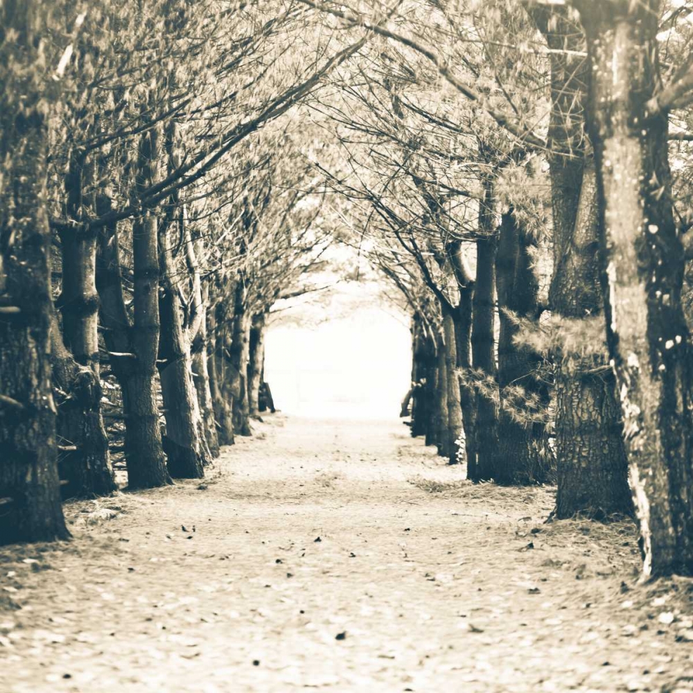Woods Square art print by Kelly Poynter for $57.95 CAD