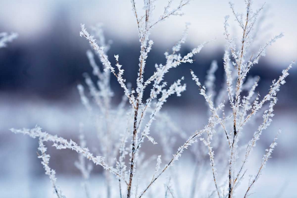 Flakes on Branches art print by Kelly Poynter for $57.95 CAD