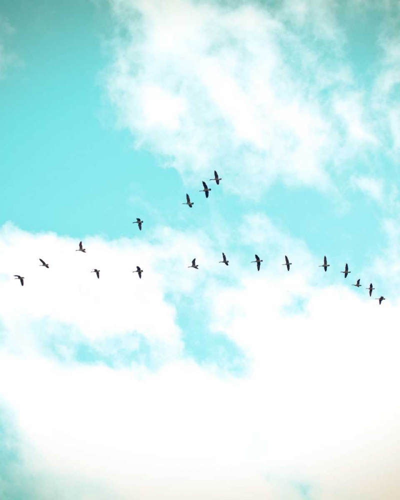 Flying V art print by Kelly Poynter for $57.95 CAD
