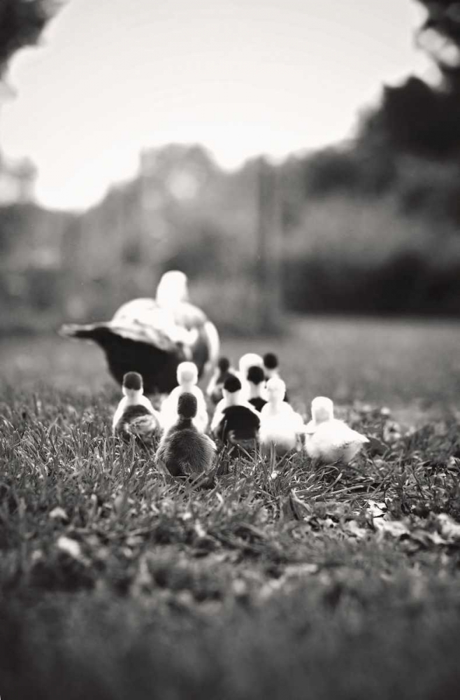 Ducklings art print by Kelly Poynter for $57.95 CAD