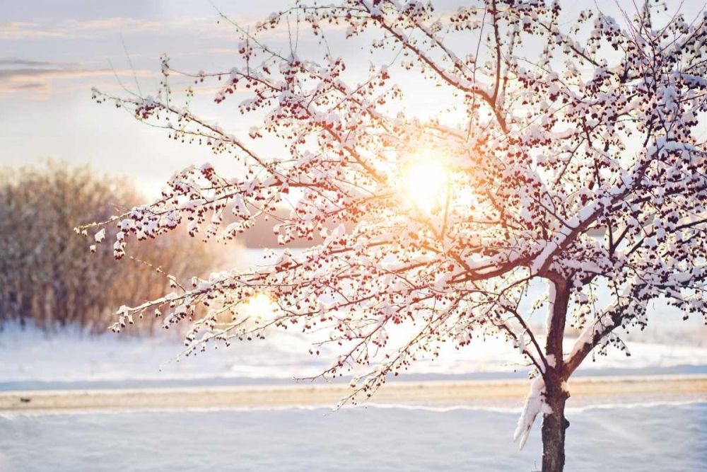 Winter Sunrise art print by Kelly Poynter for $57.95 CAD
