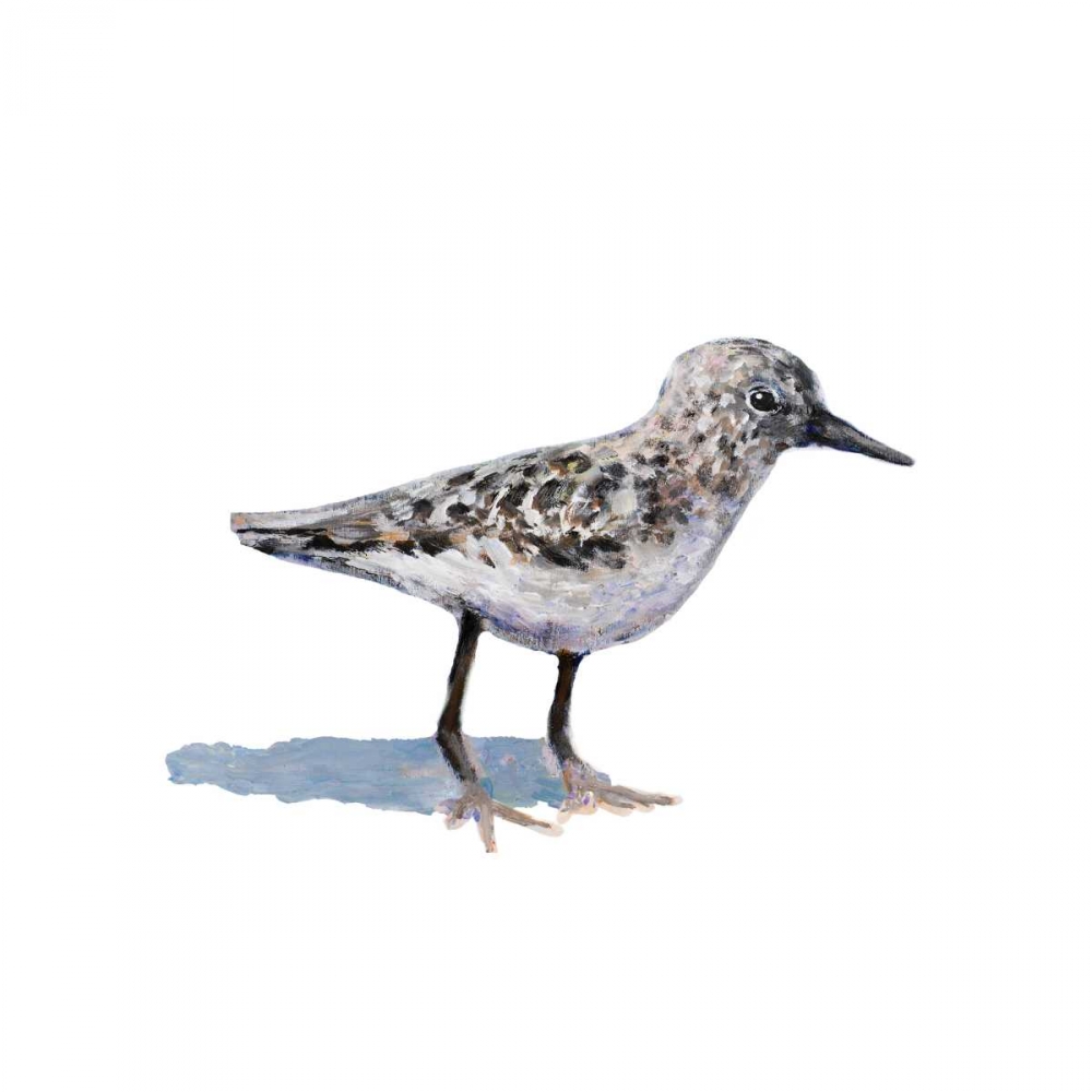 Sandpiper on White I art print by Walt Johnson for $57.95 CAD