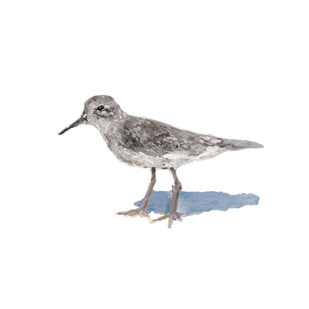Sandpiper on White II art print by Walt Johnson for $57.95 CAD