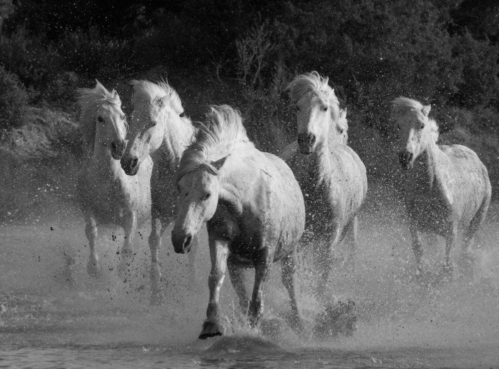 White Running Horses Border art print by Carol Walker for $57.95 CAD