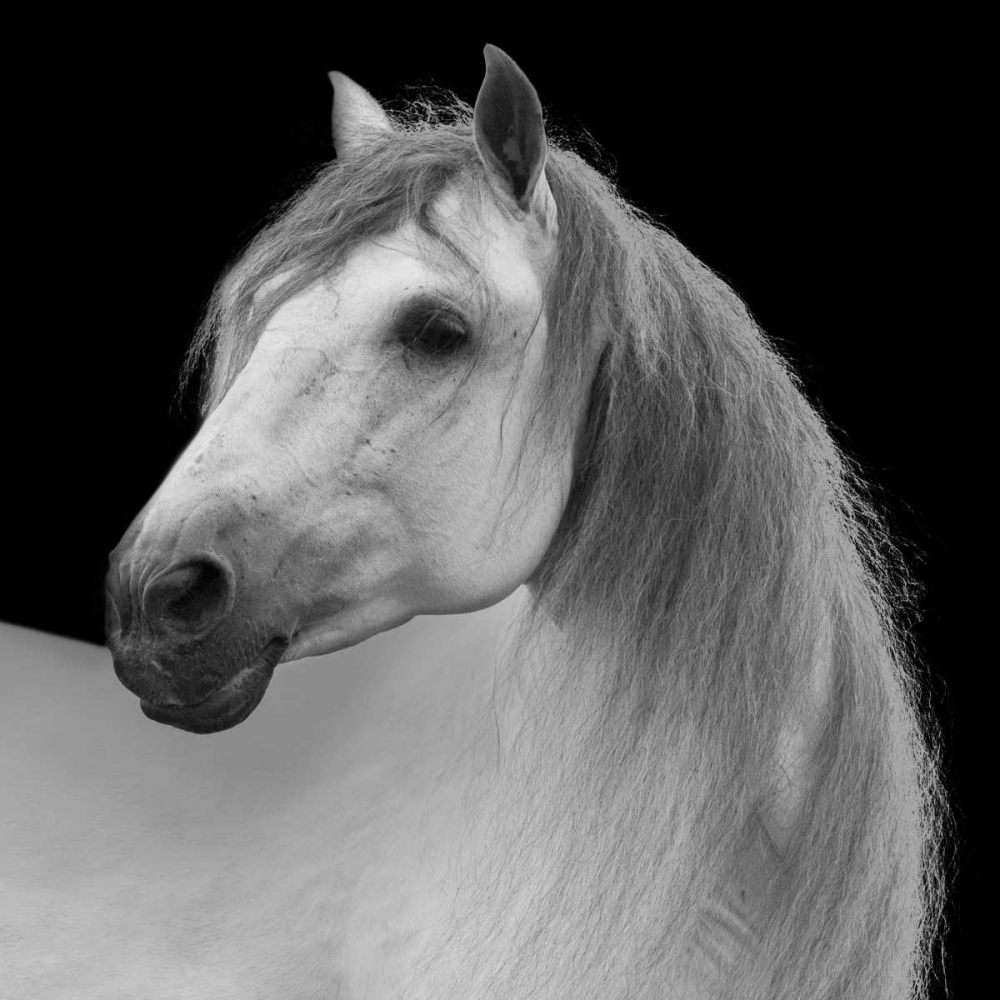 Facing Horse art print by Carol Walker for $57.95 CAD