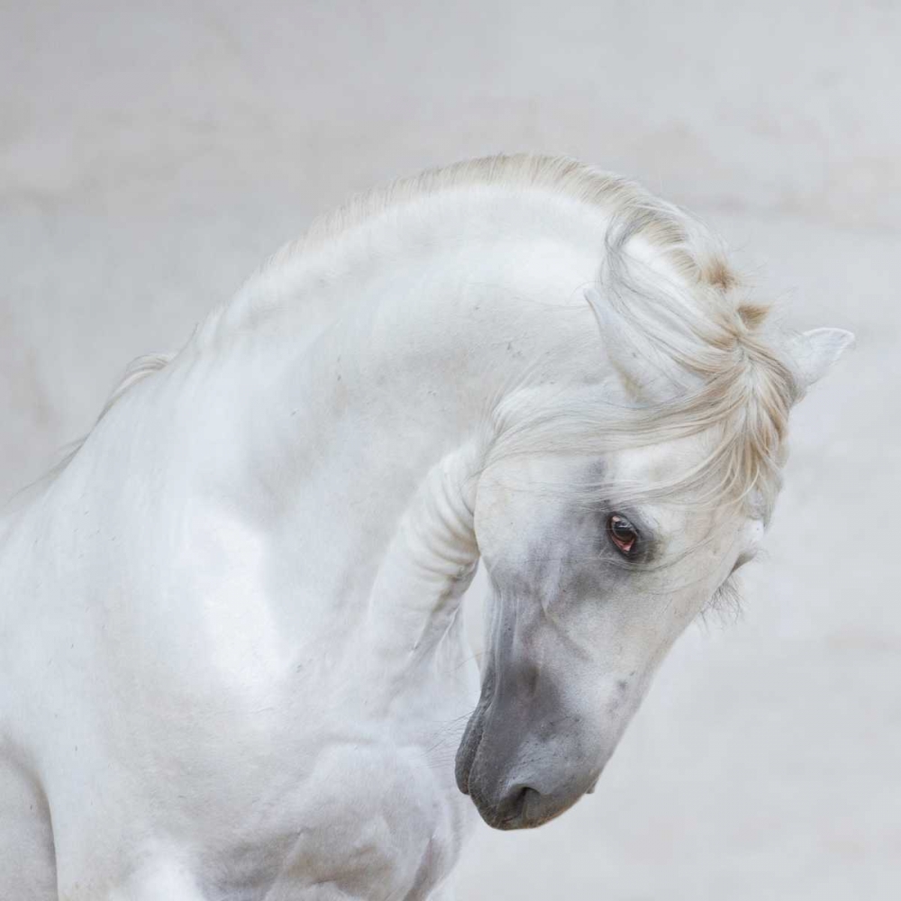 Graceful Pose art print by Carol Walker for $57.95 CAD