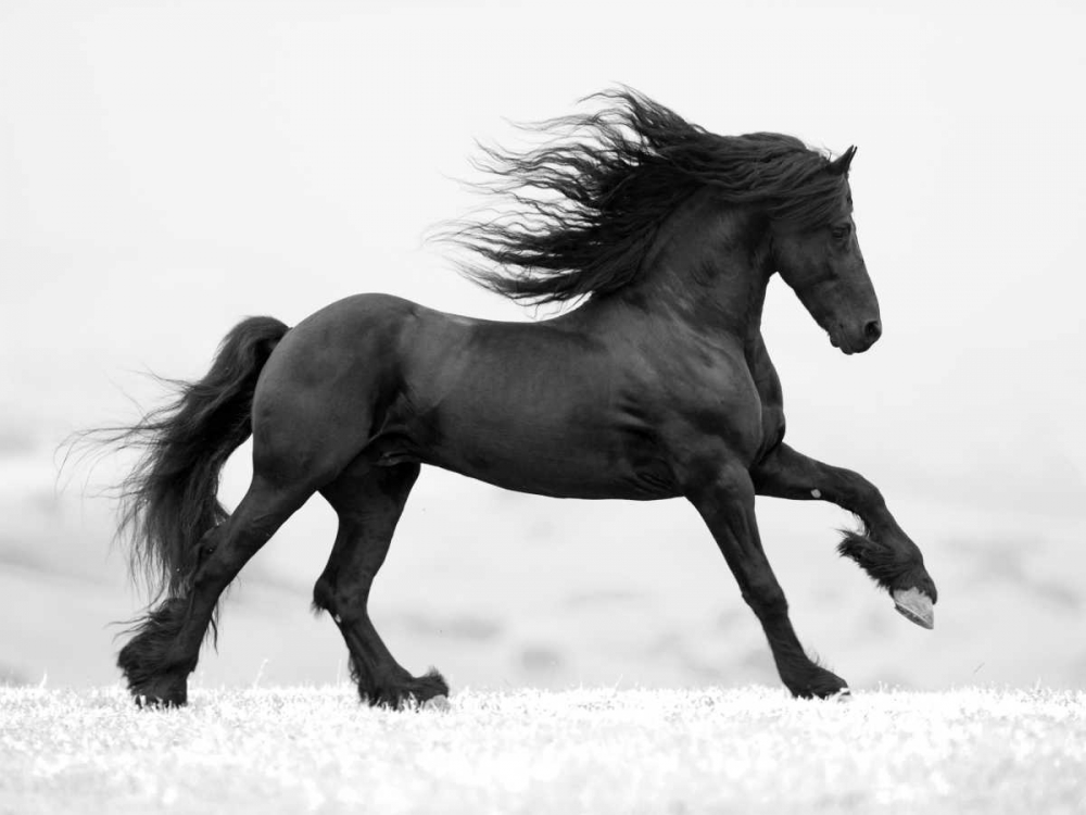 Black Horse art print by Carol Walker for $57.95 CAD