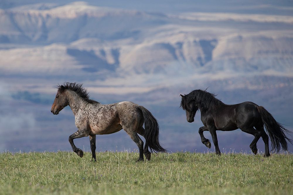 Horses In The Field With Mountains art print by Carol Walker for $57.95 CAD