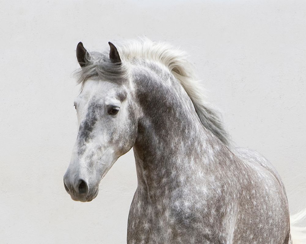 Grey Meadow Horse art print by Carol Walker for $57.95 CAD