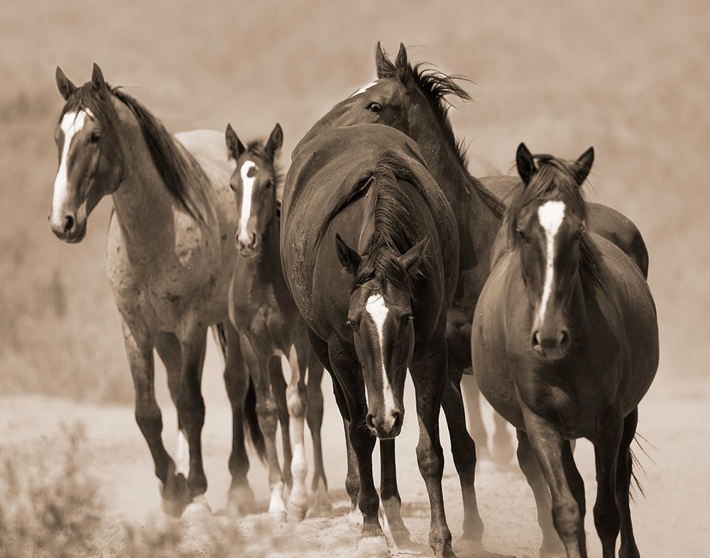 Waterhole March art print by Carol Walker for $57.95 CAD