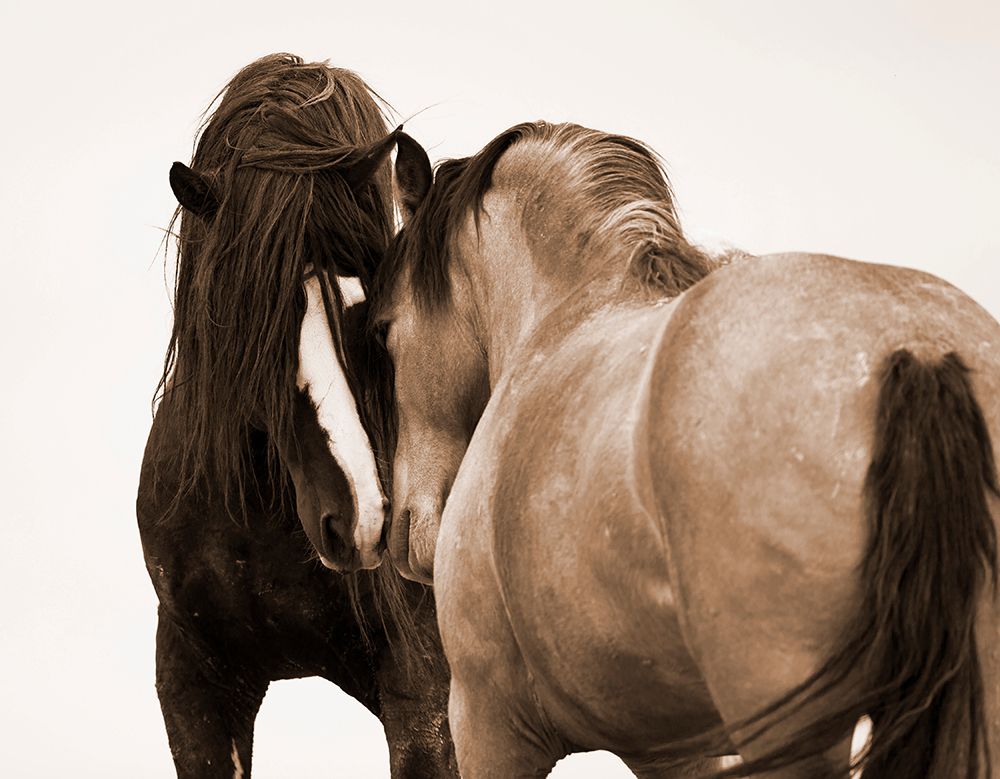 Horses Courting art print by Carol Walker for $57.95 CAD