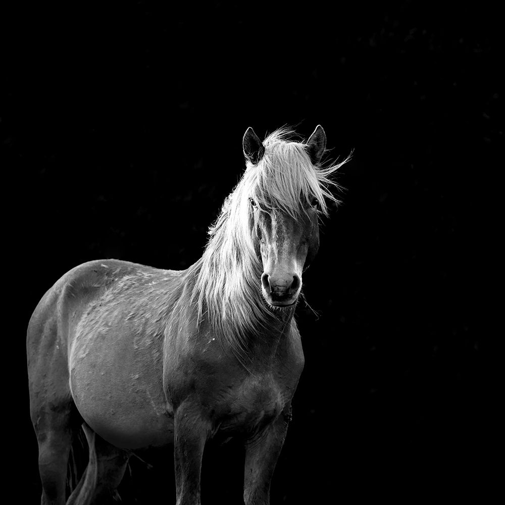 The Mare art print by Carol Walker for $57.95 CAD