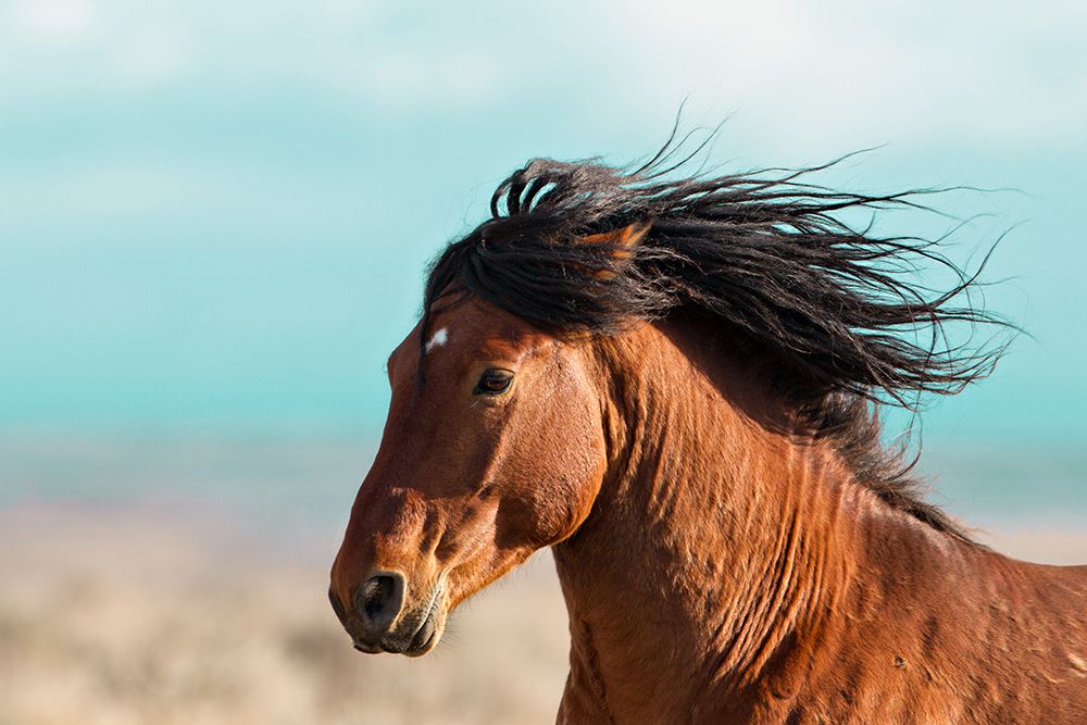 Running Horse art print by Carol Walker for $57.95 CAD