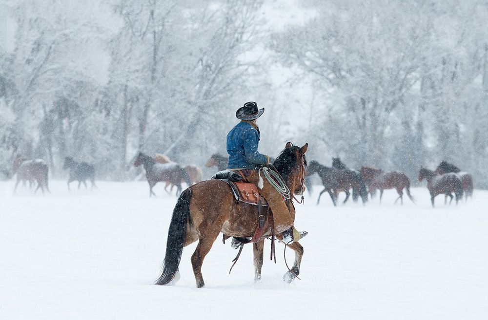 Wrangler In The Snow art print by Carol Walker for $57.95 CAD
