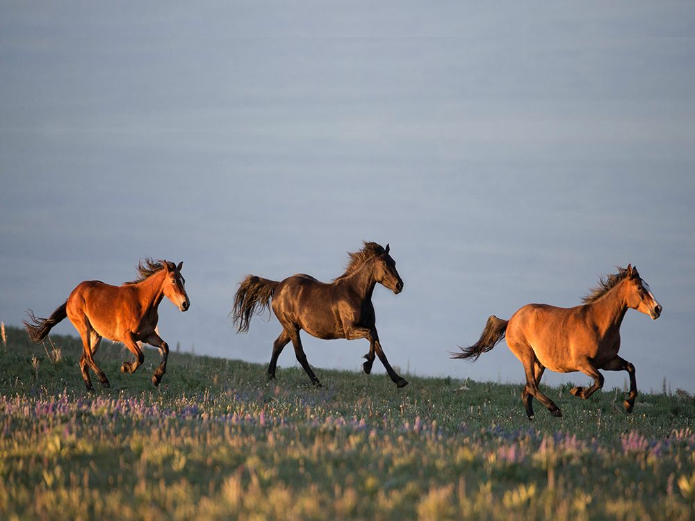 Chase of Life art print by Carol Walker for $57.95 CAD