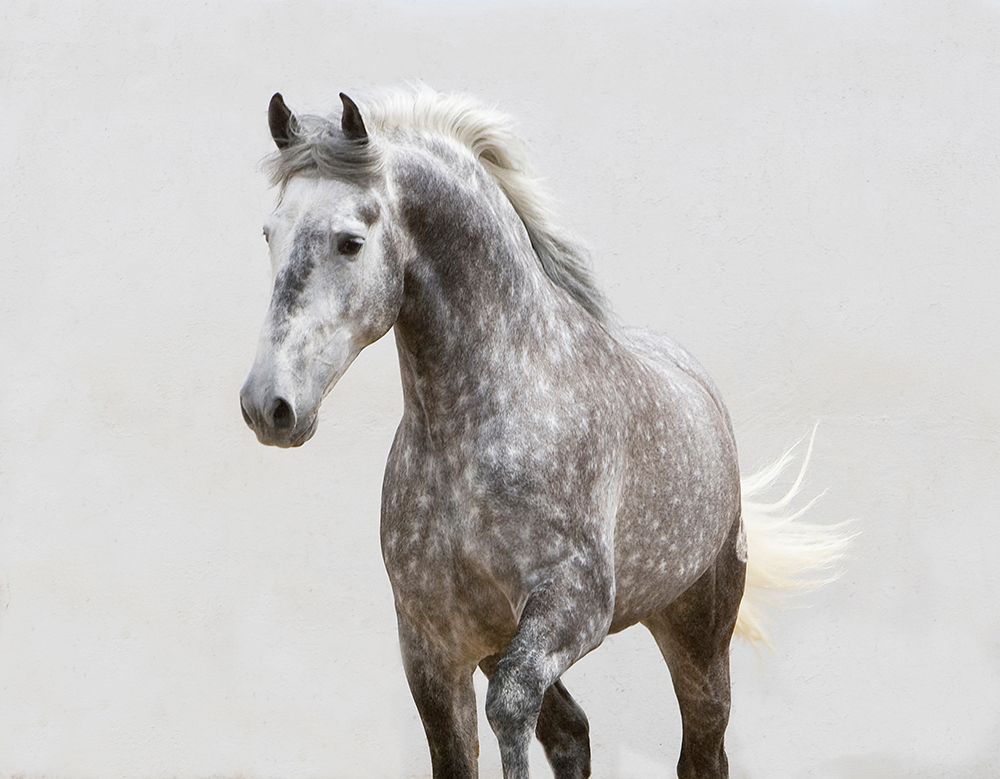 Trotting Along art print by Carol Walker for $57.95 CAD