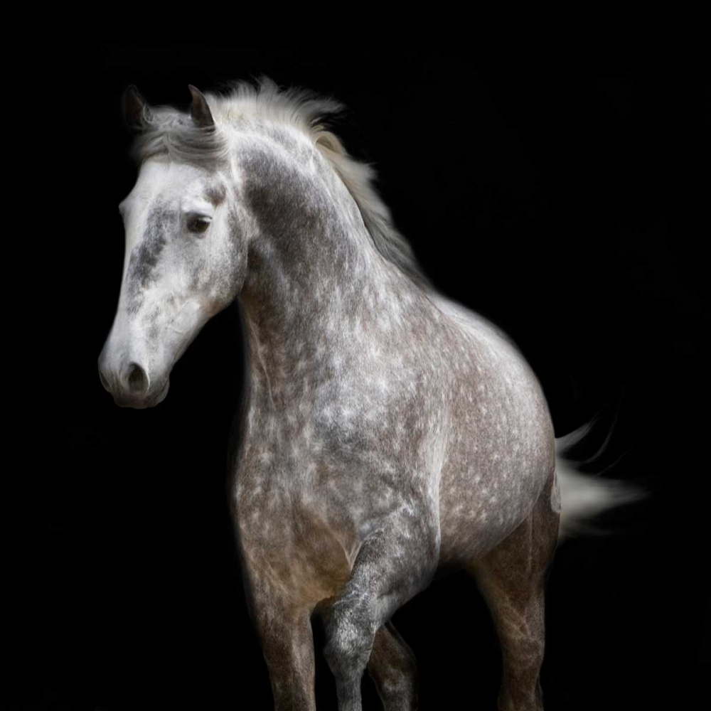 Spotted Horse art print by Carol Walker for $57.95 CAD