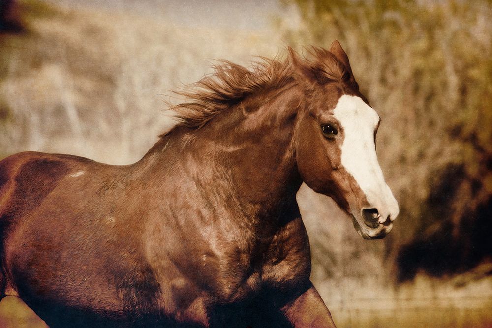Running Horse art print by Carol Walker for $57.95 CAD