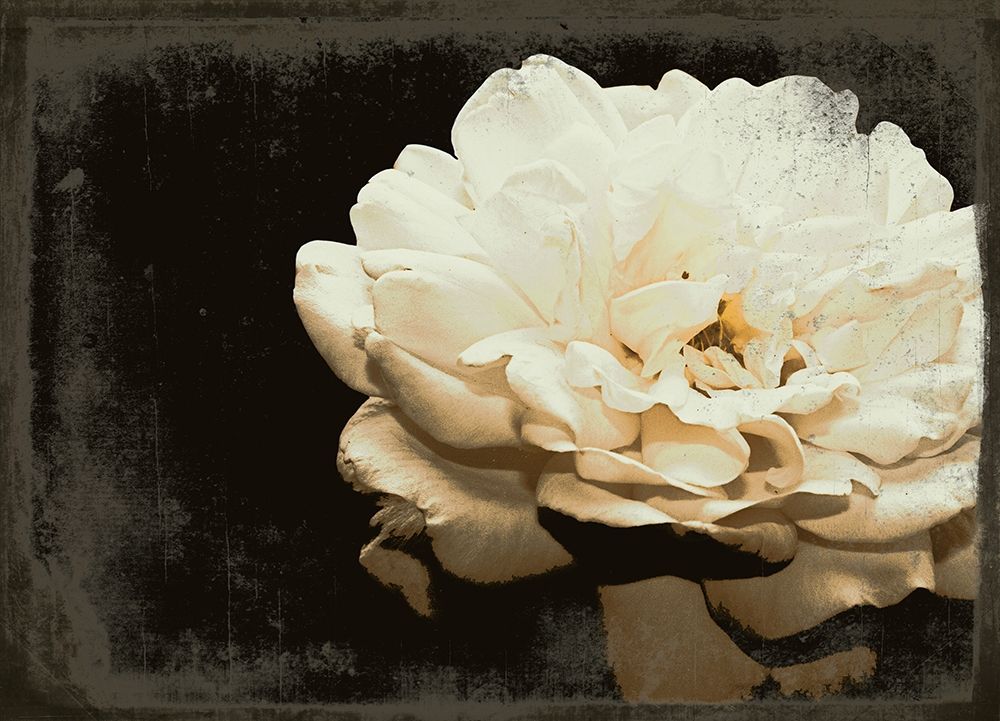 Blooming Elegance art print by Emily Navas for $57.95 CAD