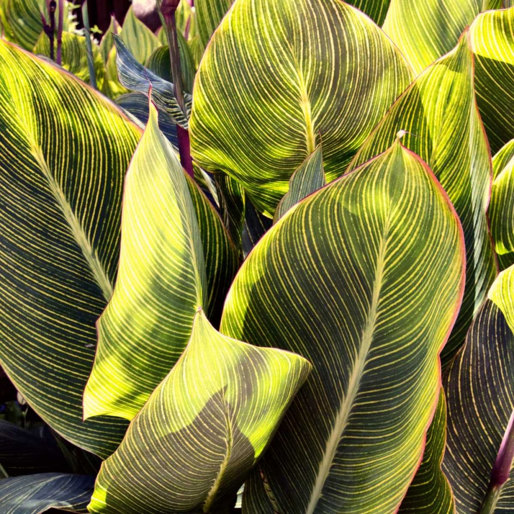 Plant Exploration II art print by Emily Navas for $57.95 CAD