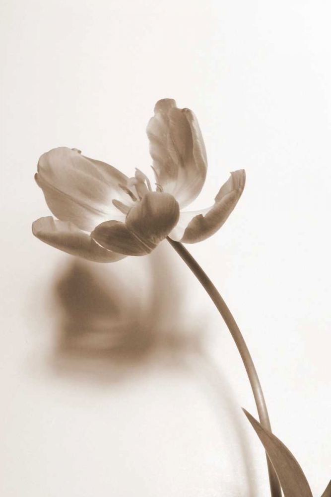 Delicate Floral I art print by Gail Peck for $57.95 CAD