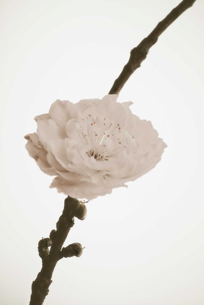 Delicate Floral II art print by Gail Peck for $57.95 CAD