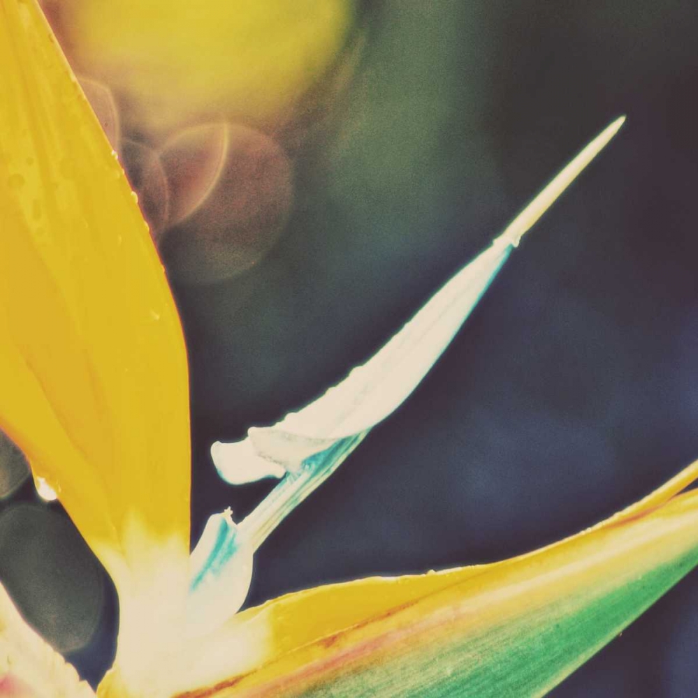 Tropical Floral I art print by Gail Peck for $57.95 CAD