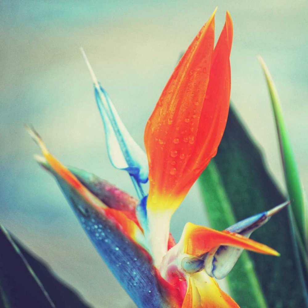 Tropical Floral II art print by Gail Peck for $57.95 CAD