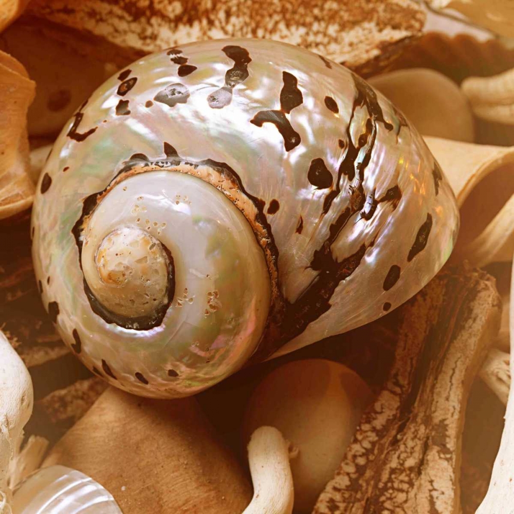 By the Seashore Square II art print by Susan Bryant for $57.95 CAD