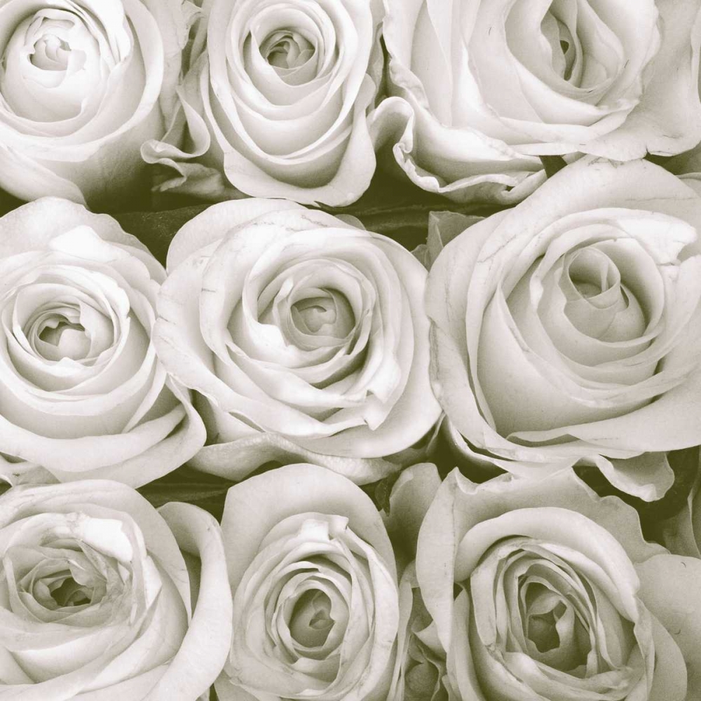 Rose In Bloom Square art print by Gail Peck for $57.95 CAD