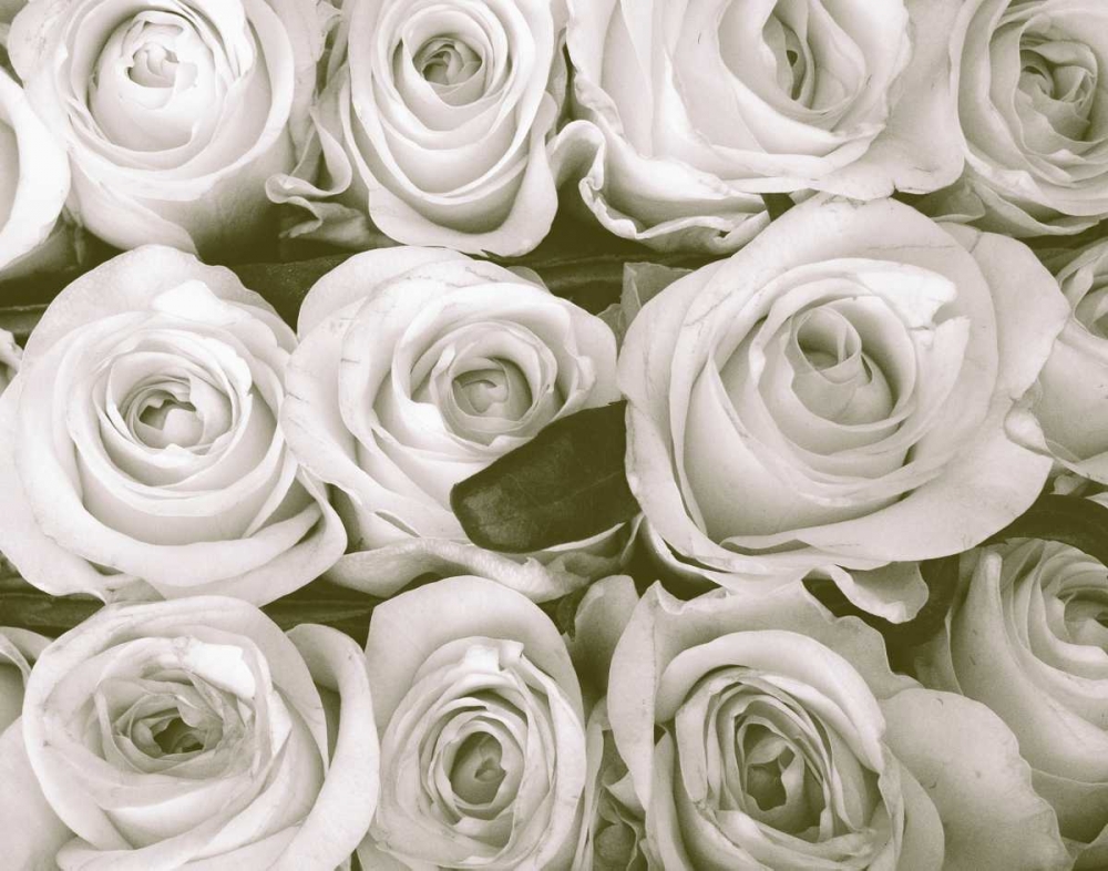 Rose In Bloom art print by Gail Peck for $57.95 CAD