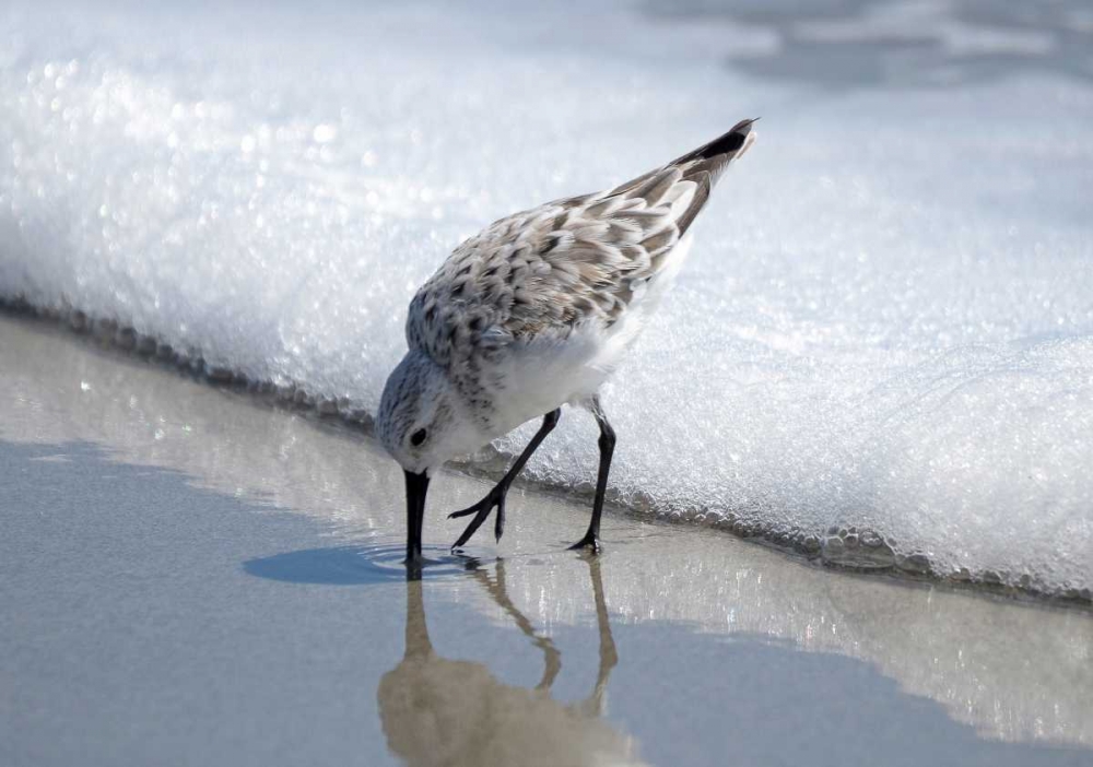 Sandpiper I art print by Bruce Nawrocke for $57.95 CAD