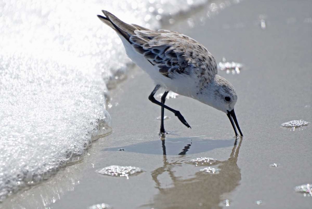 Sandpiper II art print by Bruce Nawrocke for $57.95 CAD