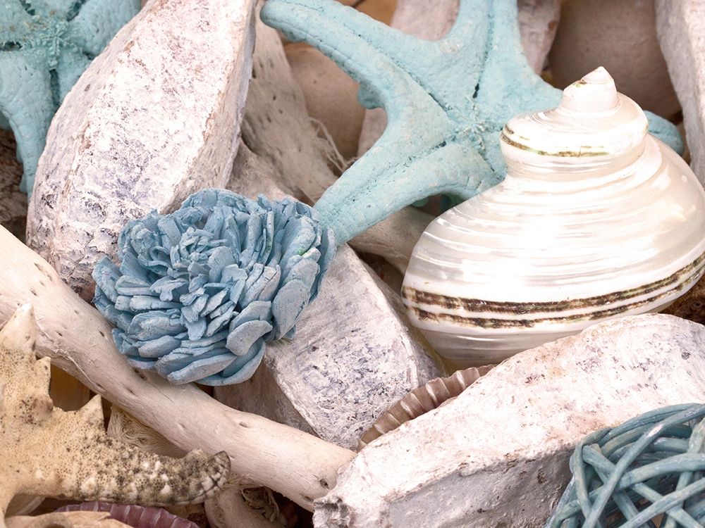 Bundle of Shells II art print by Susan Bryant for $57.95 CAD